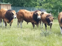 Taureau, Partenaise cattle — photo 1