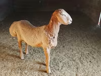 Kambing jantan, Arashan sheep — foto 6