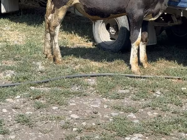 Cattle