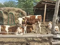 بقرة, Simmental cattle — الصورة 3