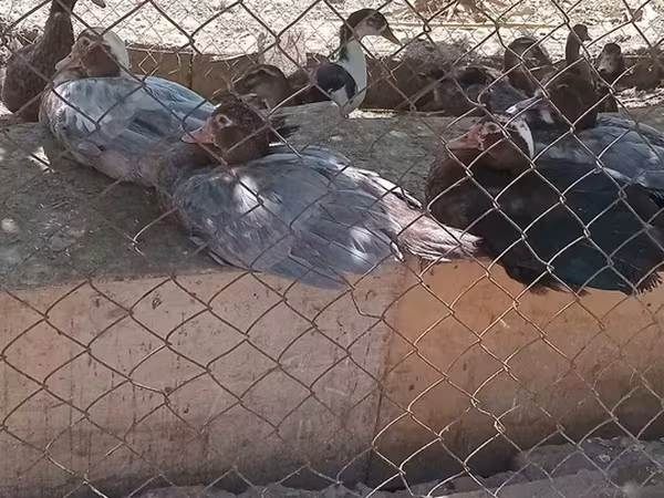 Muscovy domestica
