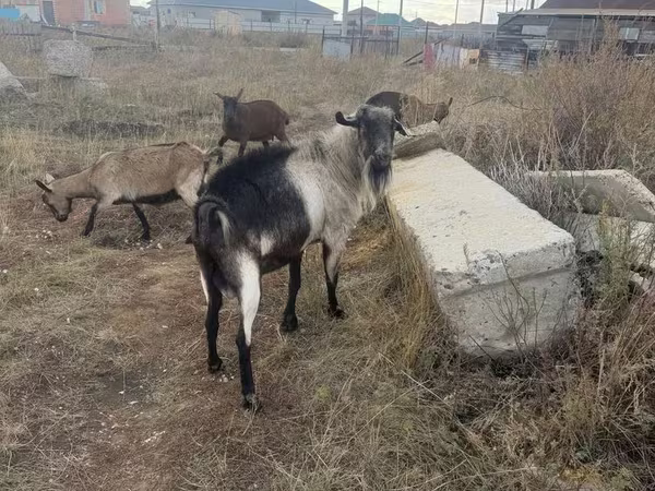 بز نر, Alpine goat