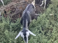 ፍየል, Alpine goat — ፎቶ 4