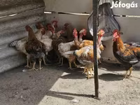 Chickens — foto 2