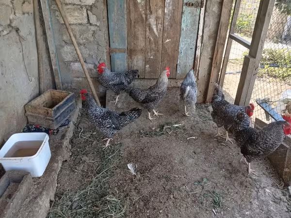 Chickens