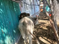 วัวตัวผู้, Simmental cattle — รูปภาพ 6