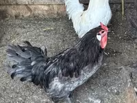 gallina danesa — foto 4