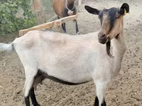 თხა, Alpine goat — ფოტო 1