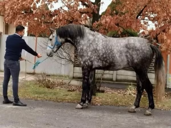Atlar (parti, cinsiyet belirtilmedi), Atlar