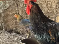 Brahma — foto 4