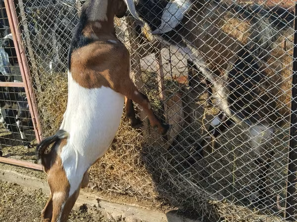 Caprone, Nubian Goat