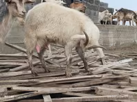 بز ماده, Saanen goat — عکس 3