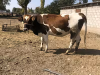 Vacă, Simmental cattle — foto 1