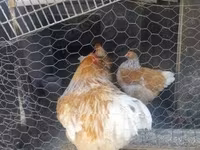 Brahma — foto 6