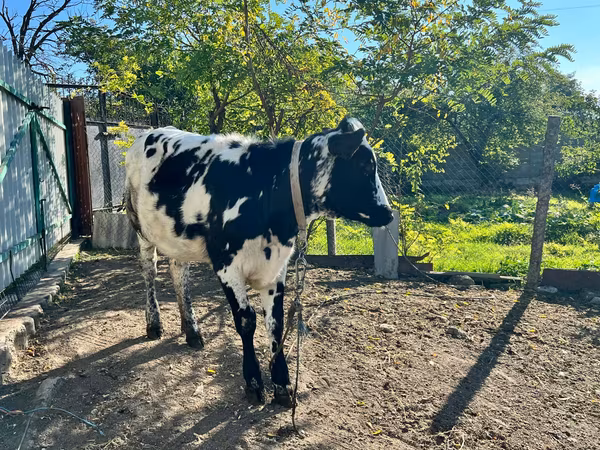Cow, Russian Black pied cattle