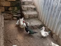 Ducks — รูปภาพ 2