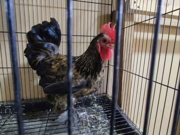 日本矮脚鸡