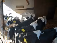 Býk, Russian Black pied cattle — foto 2