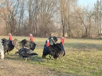 Turkeys — foto 3