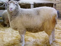 Sheep, Sheep — photo 3