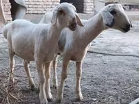 قوچ, گوسفند — عکس 2