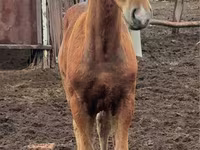Klisna, Thoroughbred horse — foto 5