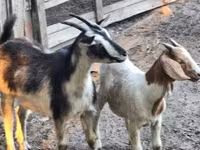 بز نر, بز — عکس 1