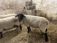 Vædder, White Suffolk sheep — foto 3