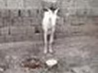 Billy Goat, Goats — photo 7