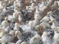 Chickens — foto 2