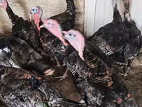 Turkeys — الصورة 4