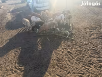 Beran, Cameroon sheep — foto 3