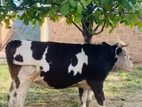 Үнээ, Simmental cattle — 6 зураг