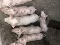 암퇘지, 돼지 — 사진 1