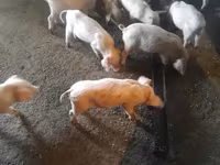 Locha, Świnie — zdjęcie 2