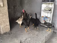 Chickens — Foto 2