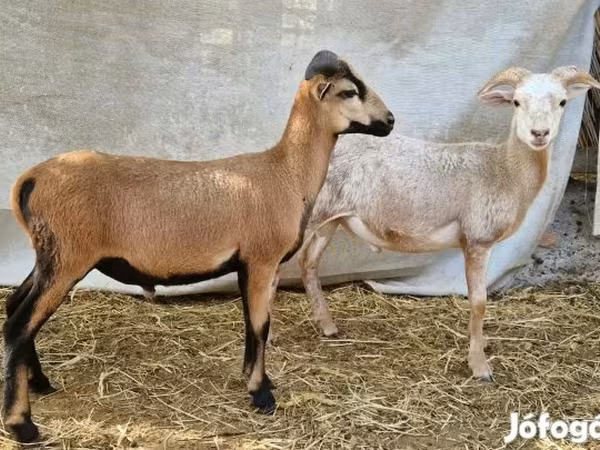 Beran, Cameroon sheep