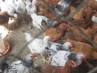 Chickens — foto 2