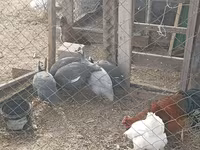 Guinea fowl — foto 1