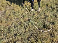 Tyre, Holstein-race — foto 2