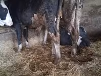 Bik, Russian Black pied cattle — fotografija 4