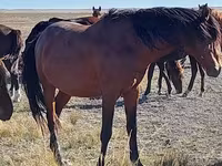 Yegua, Arabian horse — foto 3