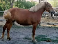 Jument, Haflinger — photo 5