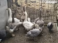 Geese — fotografija 1