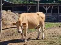 Krava, Simmental cattle — foto 1