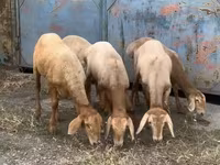Oaie, Arashan sheep — foto 1