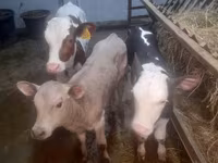 گائے, Simmental cattle — تصویر 2