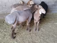 Montone, Arashan sheep — foto 4