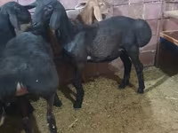 แกะตัวผู้, Hissar sheep — รูปภาพ 1
