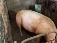 Säue, Schweine — Foto 2